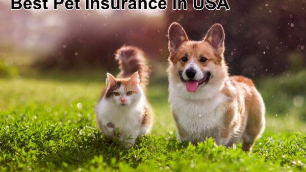 Best Pet Insurance companies in USA